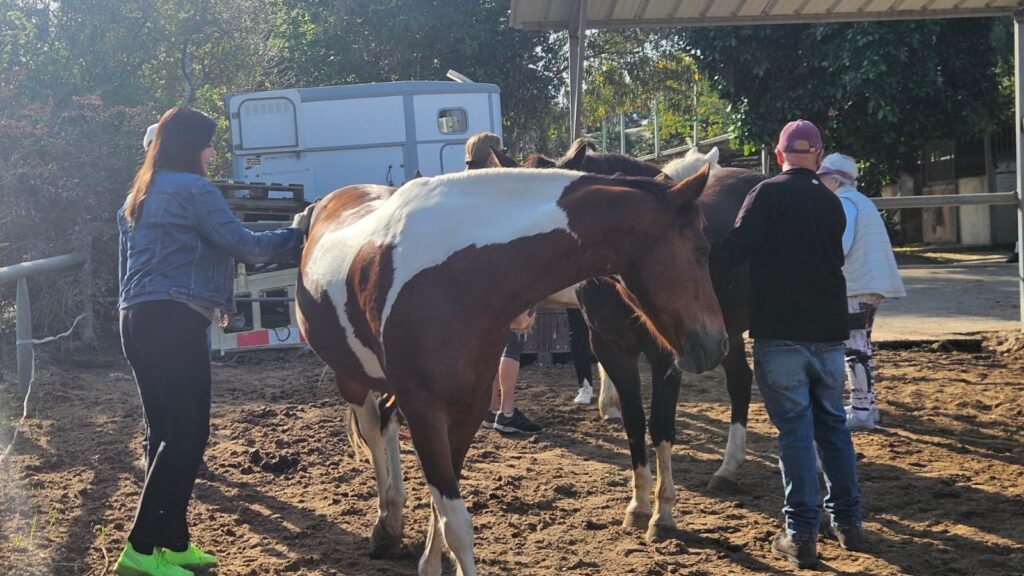 קבוצת תמיכה בחוות סוסים